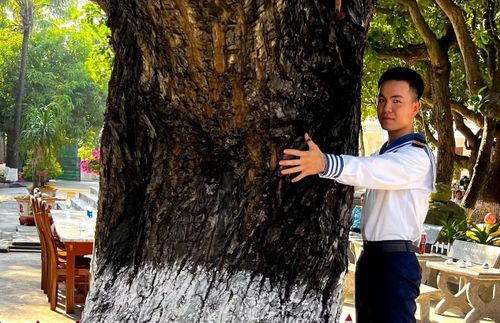 Nhiều cây lớn hơn hai người ôm.