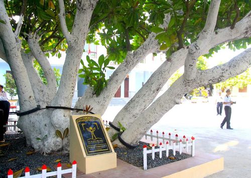 Cây bàng vuông trên đảo Nam Yết được Hội Bảo vệ thiên nhiên và môi trường Việt Nam công nhận cây di sản.