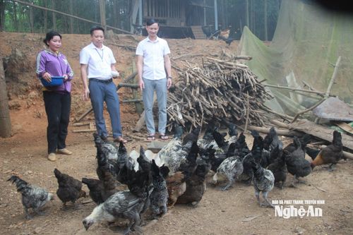 Mô hình nuôi gà đen tại xã Tân An phát huy hiệu quả kinh tế. Ảnh tư liệu: Quang An