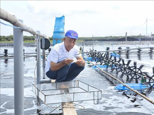Ông Lê Văn Sấm (xã Thạnh Hải) kiểm tra tôm nuôi tại khu nuôi tôm công nghệ cao.
