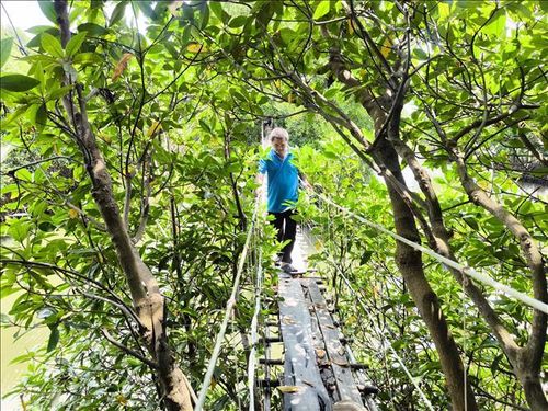 Du khách tham quan rừng đước tại xã Thạnh Hải, tỉnh Vĩnh Long.