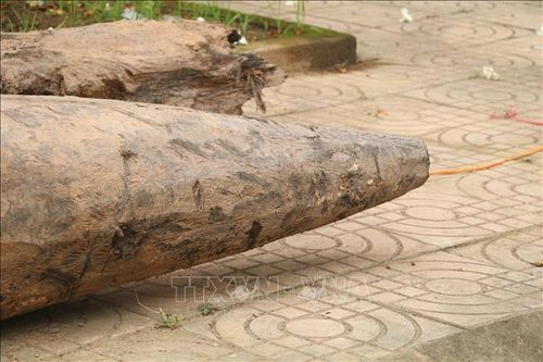 Phần vót nhọn ở cả ba cọc đều có chiều dài khoảng 1,10 m, là chỉ số kỹ thuật cho thấy sự thống nhất trong quy cách chế tác.