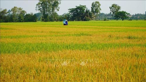 Trong cùng một ô ruộng có chỗ lúa bị khô héo, chuyển màu vàng bất thường, nhưng cũng có chỗ lúa vẫn xanh tốt.