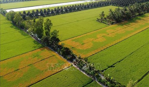 Hai trong 4 ô lúa của bà Phạm Thị Ngọc Mến (ấp Mỹ An 1, xã Tháp Mười) bỗng dưng chết bất thường, chuyển sang màu vàng, nghi do bị xịt thuốc bảo vệ thực vật.