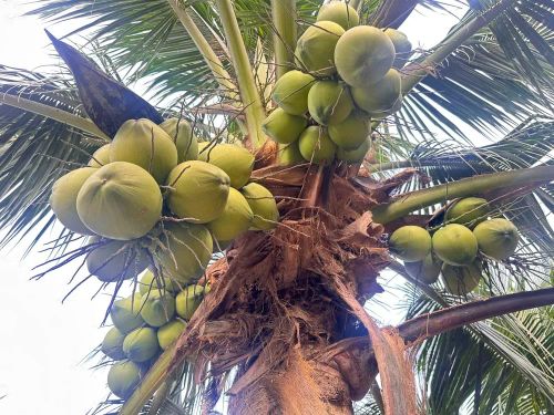 Thị trường dừa tươi tại ĐBSCL trong những ngày qua đang chứng kiến đợt tăng giá mạnh hiếm thấy. (Ảnh: Bùi Nguyên).