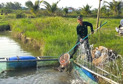 Cựu chiến binh Lê Văn Cam (phường Điện Bàn Đông) thành công với mô hình kinh tế trang trại tổng hợp. Ảnh: NGỌC QUỐC