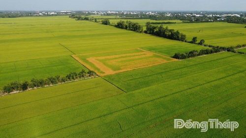 Ảnh chụp từ trên cao cho thấy diện tích lúa bị thiệt hại (vùng sậm màu) trên cánh đồng tại ấp Mỹ Đông 1, xã Mỹ Quí.