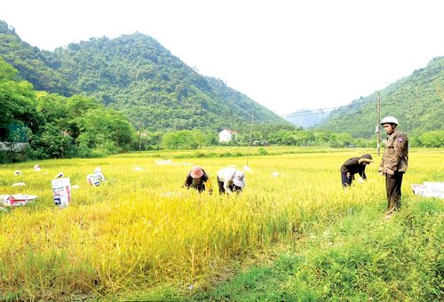 Người dân bản Còi Đá, xã Kim Ngân phát triển trồng trọt, cung cấp thực phẩm sạch cho các cơ sở du lịch trên địa bàn - Ảnh: V.M