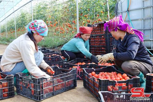 Phát triển sản xuất nông nghiệp ứng dụng công nghệ cao tại xã Ngọc Chiến.