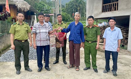 Ông Hoàng Văn Cung, thôn Quyền tự nguyện giao nộp cá thể Cu li nhỏ quý hiếm.