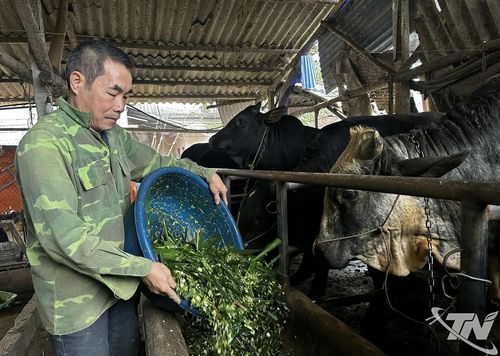 Người dân xã Đồng Hỷ tập trung chăm sóc đàn bò. Ảnh: T.L