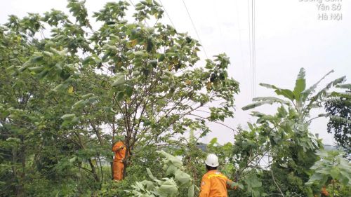Đội TTĐ Hà Nội 3, kiểm tra, chặt cây có nguy cơ vi phạm an toàn hành lang tuyến (ảnh CTV TTĐ Hà Nội)
