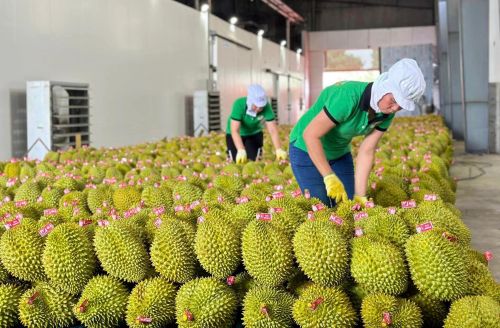 Kiểm tra chất lượng sầu riêng xuất khẩu tại Công ty cổ phần Tập đoàn Xuất nhập khẩu trái cây Chánh Thu. Ảnh Chánh Thu