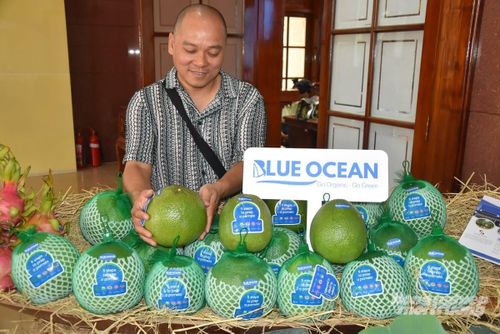 Bưởi Việt Nam vượt qua những tiêu chuẩn khắt khe để tiếp cận thị trường Úc. Ảnh: CTV.