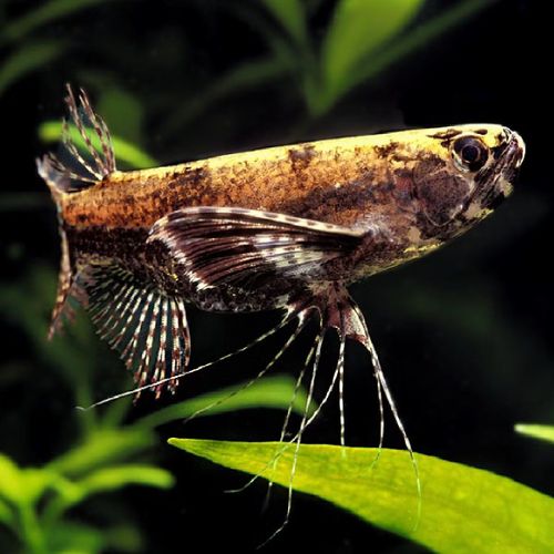 Ảnh: poisson-or.com.
