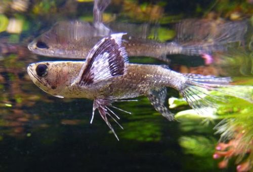 Ảnh: zoopet.com.