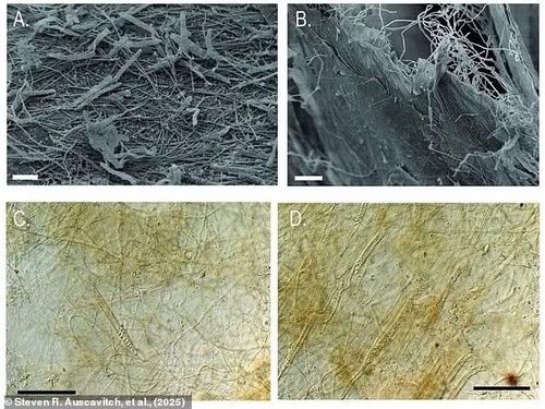 Điều này cho thấy nó thuộc nhóm cnidaria như san hô, hải quỳ. So sánh với mẫu hải quỳ khổng lồ thu năm 2021, các tế bào giống hệt. Phân tích toàn bộ hệ gene cũng khẳng định chứa vật liệu di truyền của hải quỳ.