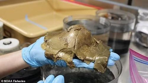 Vật thể trơn láng, mềm, có lỗ rách phía trước, khiến nhóm nghiên cứu NOAA ban đầu nghĩ là loài bọt biển mới hoặc vỏ trứng của sinh vật chưa biết. Một số còn đùa rằng giống cảnh phim kinh dị.