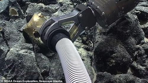Mẫu được robot ROV thu thập và đưa lên tàu Okeanos Explorer. Khi quan sát, chỉ xác định được nó là “sinh học”. Tranh luận trực tuyến bùng nổ, nhiều người nghi ngờ đây là bằng chứng về người ngoài hành tinh.
