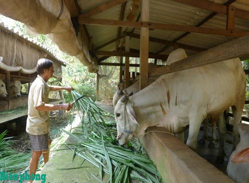 Từ nguồn vốn vay của Ngân hàng Chính sách xã hội tỉnh An Giang, ông Châu Chia đã đầu tư nuôi bò mang lại nguồn thu nhập cho gia đình. Ảnh: Phan Bình