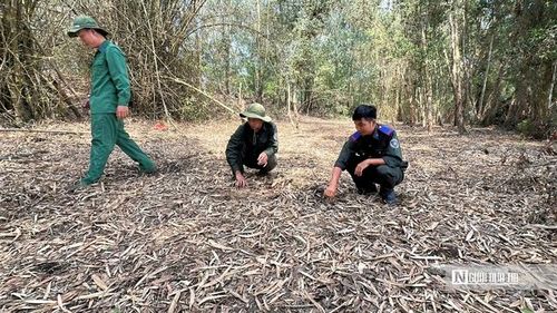 Lực lượng bảo vệ cơ động của Vườn Quốc gia Tràm Chim đang kiểm tra lớp thực bì tại rừng tràm. (Ảnh: Bùi Đạt).