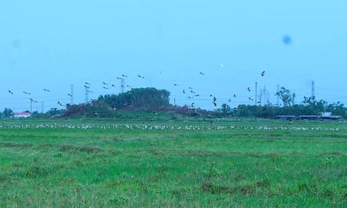 Cò nhạn thường kiếm ăn theo đàn, xuất hiện 10 ngày qua tại phường Sông Trí. 