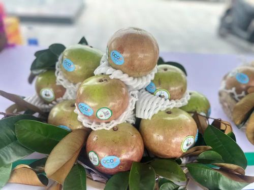 Vú sữa bơ hồng – trái cây đặc sản của Đồng Tháp - Ảnh: Bùi Nguyên