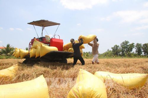 Năng suất vụ Đông Xuân trên địa bàn tỉnh Cà Mau ổn định, dao động từ 6-6,5 tấn/ha. Ảnh: Chanh Đa-TTXVN