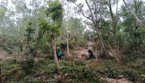 Làm giảm vật liệu cháy khu vực xung quanh rừng đặc dụng núi Trường Lệ.