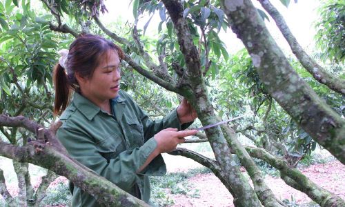  Nông dân xã Kiên Lao áp dụng biện pháp kỹ thuật khoanh cành để cây tập trung dinh dưỡng nuôi quả. 