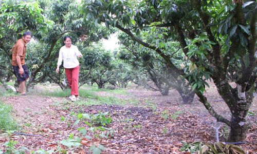  Nhiều gia đình lắp đặt hệ thống tưới nước tự động cho cây trồng. 