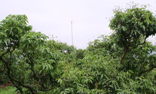  Vườn vải sai quả của gia đình ông Lâm Văn Vạn, thôn Họ, xã Kiên Lao. 