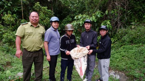Lực lượng chức năng thả cá thể cu li về tự nhiên.