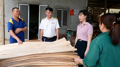 Cán bộ Thuế cơ sở 8 tỉnh Lào Cai trao đổi với hộ kinh doanh chế biến gỗ rừng trồng về những thay đổi và cách thức kê khai theo chính sách thuế mới.