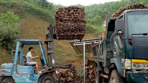 Hoạt động sản xuất chế biến gỗ đang vào thời gian tập trung sản lượng cao nhất trong năm.