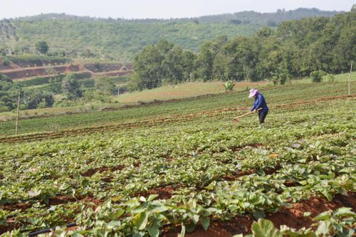 Vụ hè thu 2026, xã Quảng Sơn có kế hoạch sản xuất khoảng 400 ha khoai lang