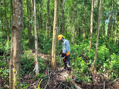 Khai thác gỗ rừng trồng theo đúng quy chuẩn nhằm nâng cao giá trị thương phẩm và phục vụ chế biến sâu - Ảnh: T.T