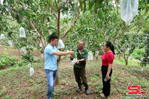 Cán bộ Trung tâm Dịch vụ tổng hợp xã Chiềng Hặc hướng dẫn nhân dân kỹ thuật bao quả xoài.