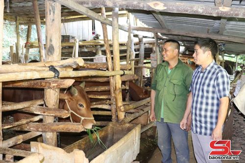 Nông dân xã Chiềng La phát triển nuôi bò nhốt chuồng.