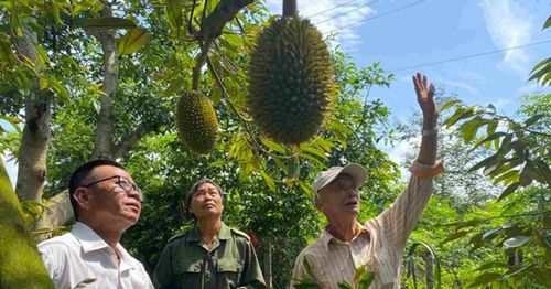 Sầu riêng có nhiều dư địa xuất khẩu nhưng cần vượt qua rào cản về chất lượng.