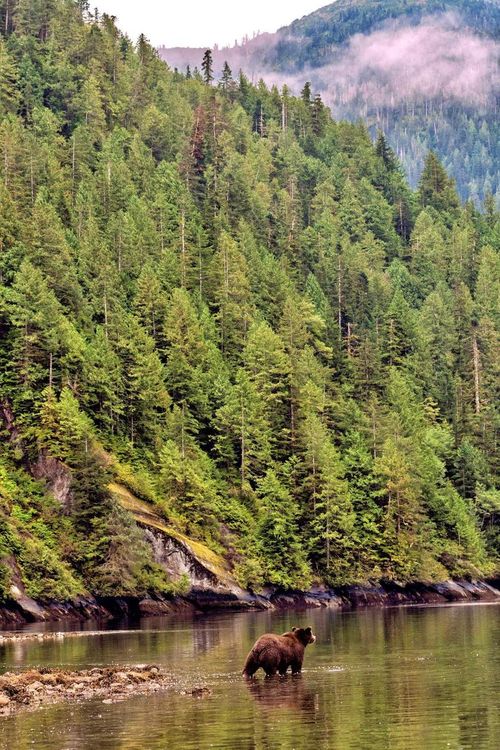 Một góc rừng mưa Great Bear (Canada) - nơi cây tuyết tùng và vân sam mọc lên từ nền đất phủ đầy rêu, những dòng sông lấp lánh ánh bạc với những con cá hồi di cư và loài gấu linh hiếm gặp di chuyển lặng lẽ. Ảnh: Getty