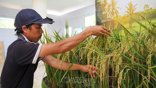 Những cây lúa chín được đưa vào không gian trang trí, trưng bày tại Bảo tàng, tạo điểm nhấn sinh động về văn hóa lúa nước.