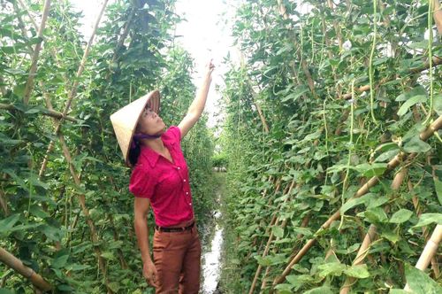 Các địa phương chuyển mạnh sang mô hình canh tác thân thiện với môi trường. Ảnh: PV
