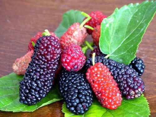 Ăn trực tiếp quả dâu tằm tươi là cách tốt nhất.