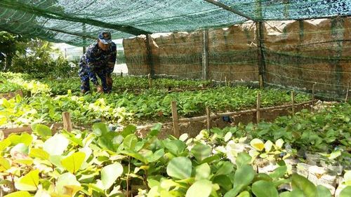 Cây xanh được chuẩn bị tốt để trồng ở Trường Sa.