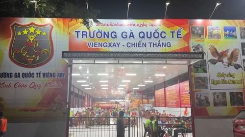 Triệt phá trường gà quốc tế Viêng Xay quy mô đặc biệt lớn.