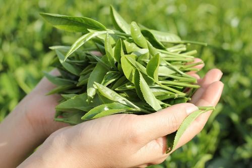 Trà là loại cây công nghiệp từng được nước Mỹ đặt rất nhiều kỳ vọng. Ảnh minh họa: W.T. 