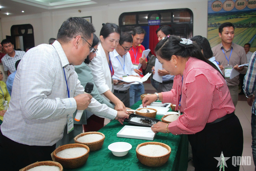 Ban giám khảo chấm điểm vòng chấm điểm cảm quan tại Cuộc thi Gạo ngon Đồng bằng sông Cửu Long lần thứ I diễn ra tại Cà Mau. Ảnh: CHANH ĐA