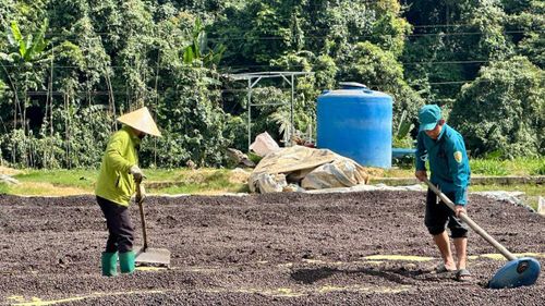  Nông dân xã Di Linh (tỉnh Lâm Đồng) phơi cà phê sau thu hái niên vụ 2025-2026 