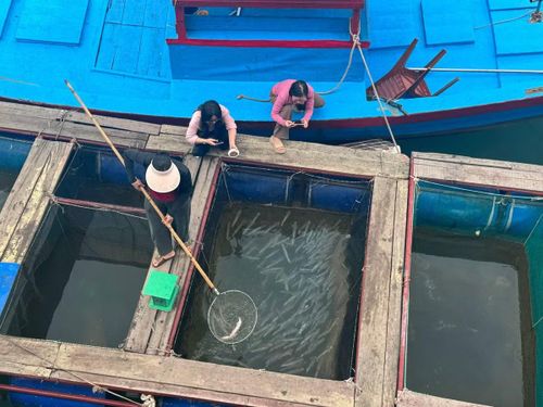 Du khách hào hứng ghi lại những khoảnh khắc độc đáo khi thưởng thức mực nhảy Vũng Áng để lan tỏa trên các nền tảng mạng xã hội.